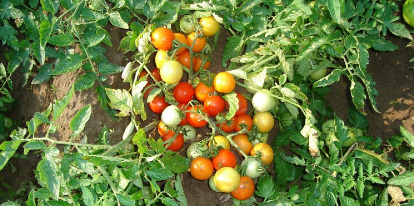 Томат «Гном»