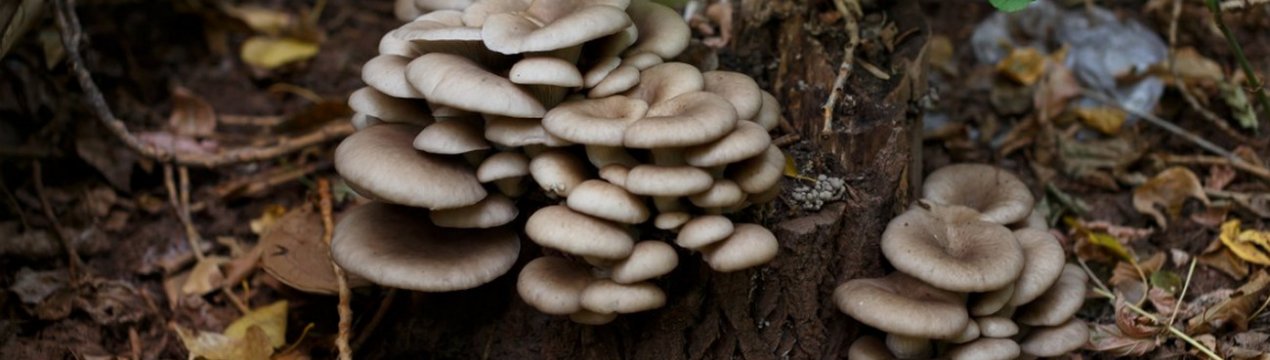 Как сделать грунт для вешенки. Смотреть фото Как сделать грунт для вешенки. Смотреть картинку Как сделать грунт для вешенки. Картинка про Как сделать грунт для вешенки. Фото Как сделать грунт для вешенки