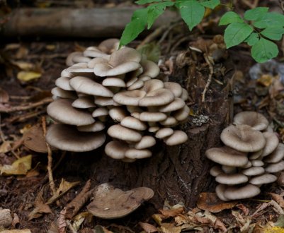 Підготовка субстрату для вирощування гливи