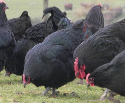 Кури австралорп: характеристика, особливості розведення в домашніх умовах