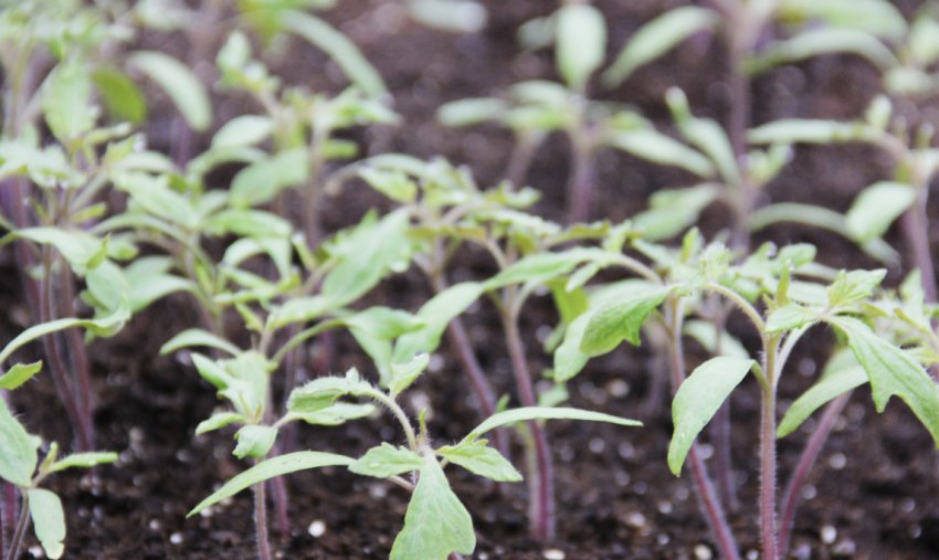 Розсада томатів Розсада томатів