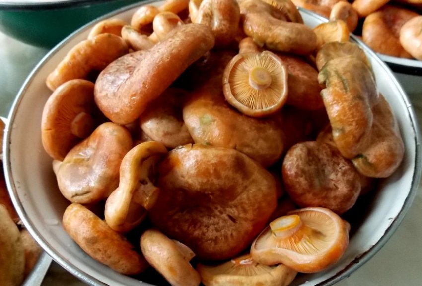 Засолённые рыжики горячим способом