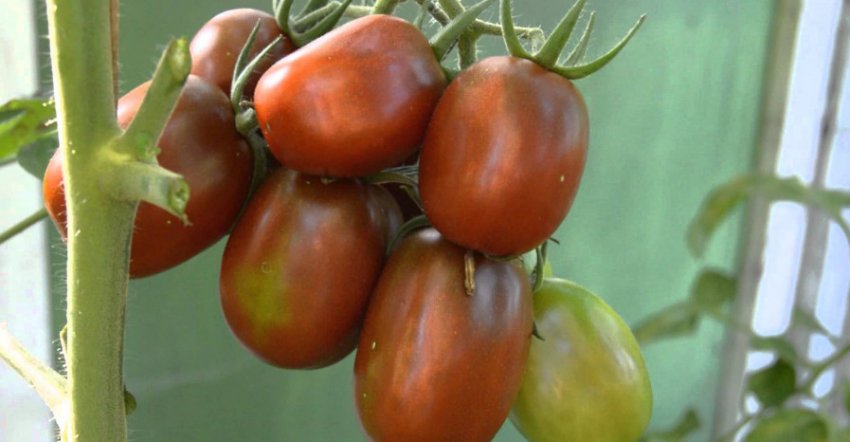 «Де Барао чорний»