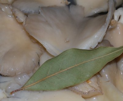 Як правильно готувати гриби гливи, треба варити їх перед смаженням