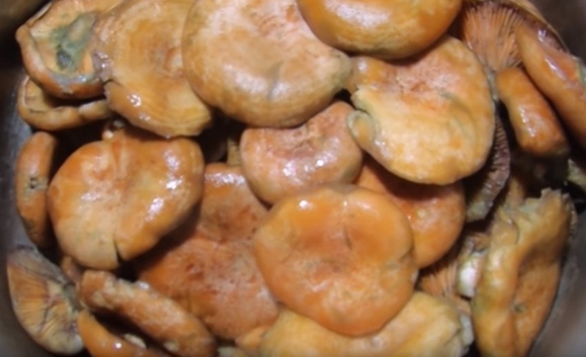 Соленые рыжики как пишется