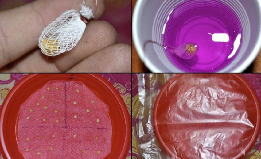 Замочування насіння Замочування насіння