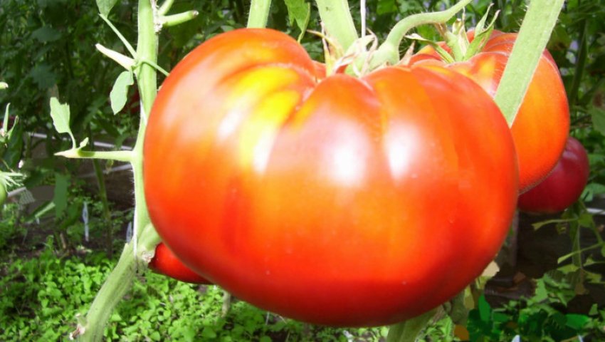 «Кардинал»