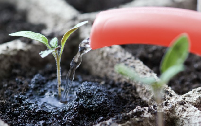 Полив розсади томатів Полив розсади томатів