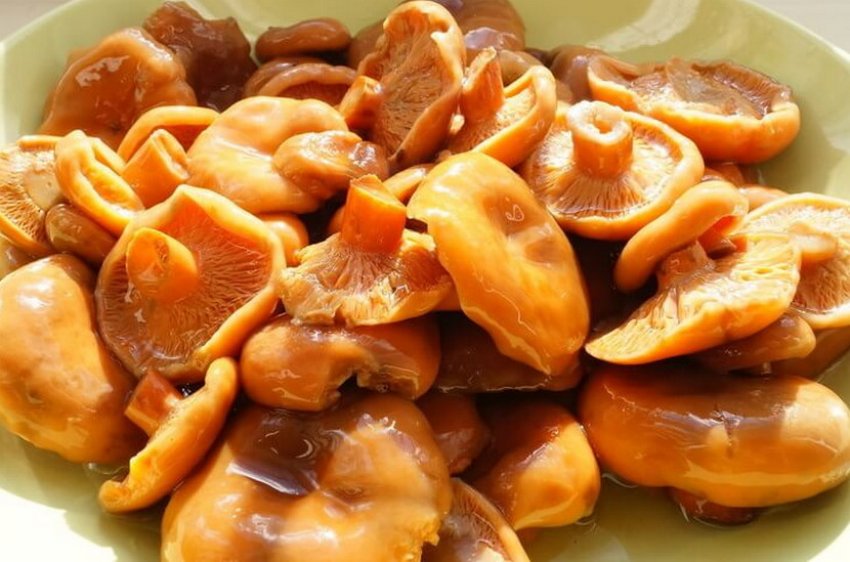 Рыжики