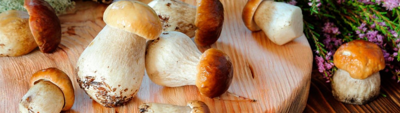 Выращивание белых грибов в горшках
