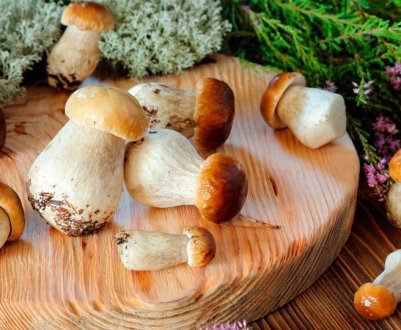 Вирощування білих грибів в горщиках