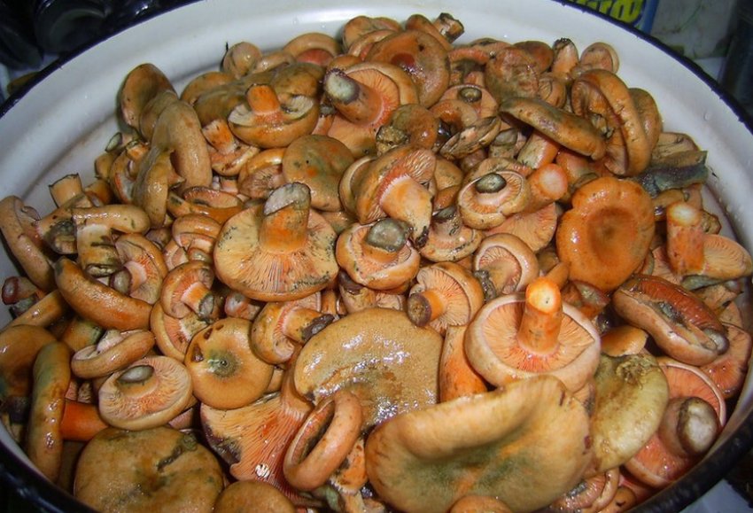 Рыжики