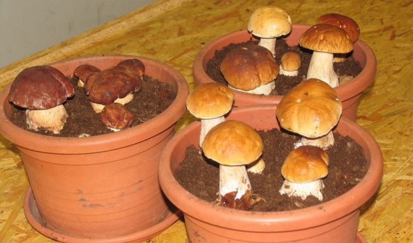 Выращиваем белый гриб в домашних условиях