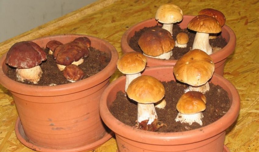 Сбор белых грибов в горшках