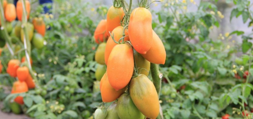 «Каротинка»