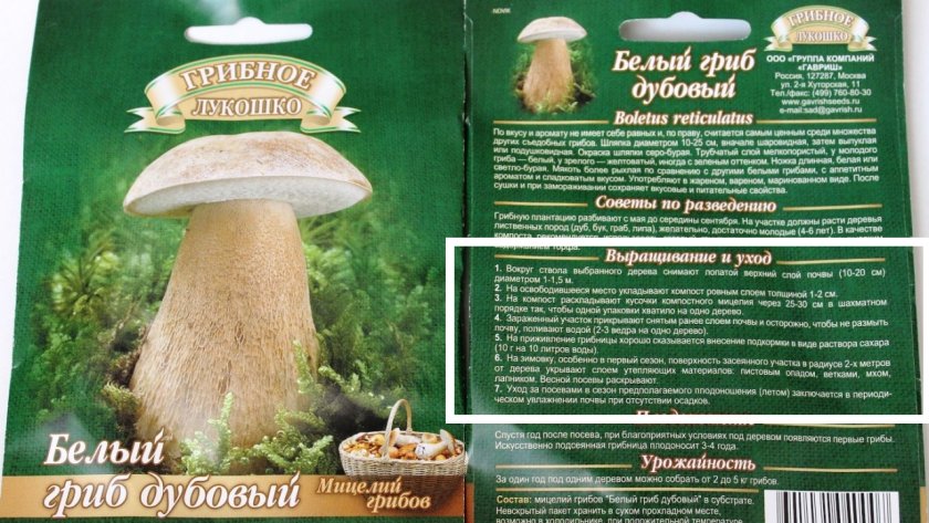 Выращиваем белый гриб в домашних условиях