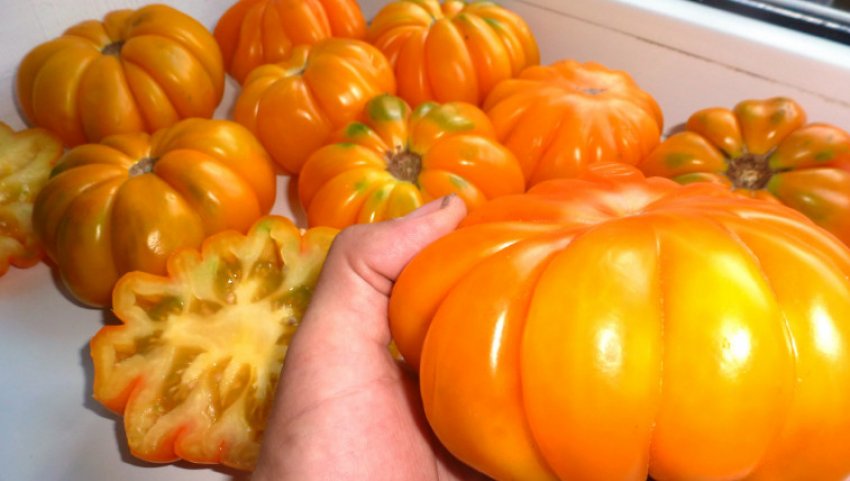 «Помаранчеве диво»