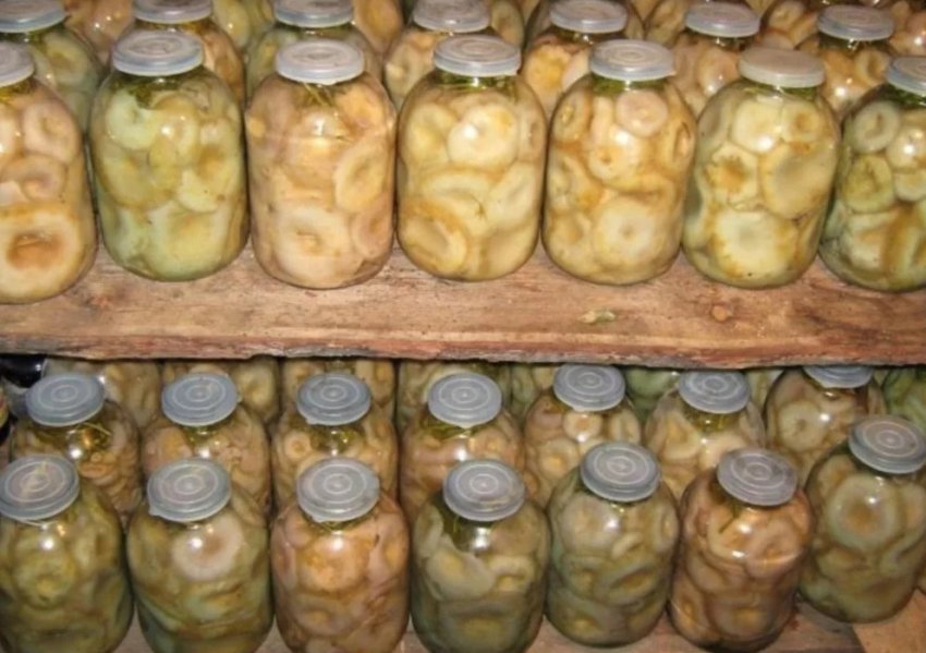 Заготовки груздів Заготовки груздів