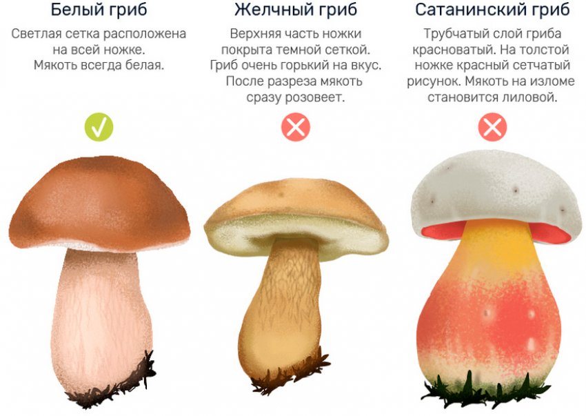 Отличие белого гриба от несъедобных