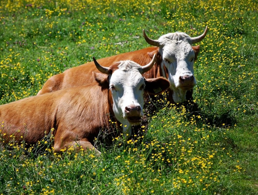 Новосибірських рогатих вразив вузликовий дерматит Новосибірських рогатих вразив вузликовий дерматит