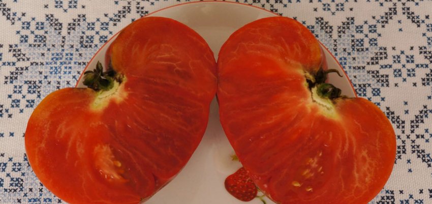 «Рання любов»