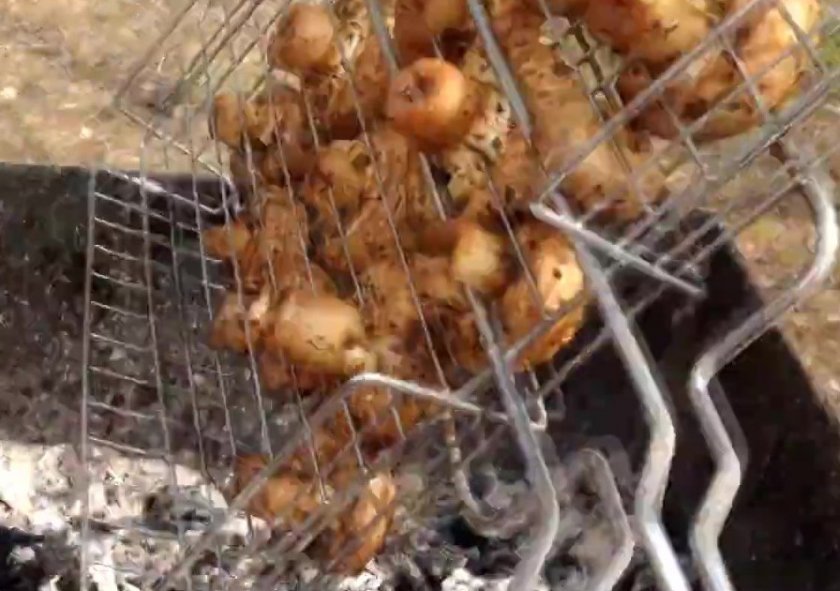 Шашлык из шампиньонов: как вкусно замариновать грибы и приготовить на мангале