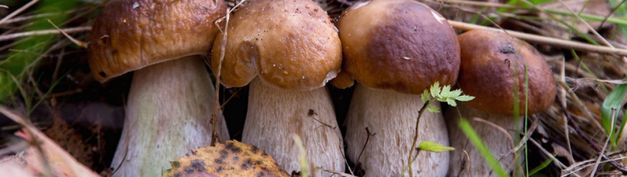 Как выращивать белые грибы на даче