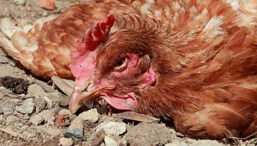 Хвороба Марека у курей