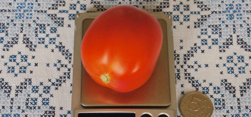 «Цар Петро»