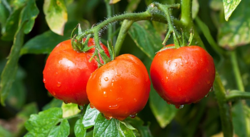 «Яблунька Росії»