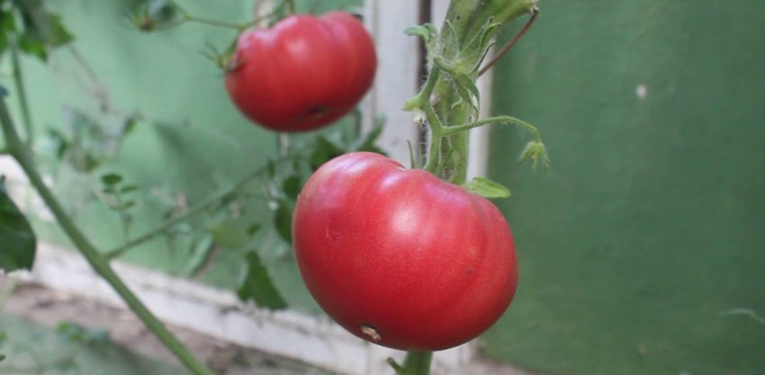 «Японський краб»