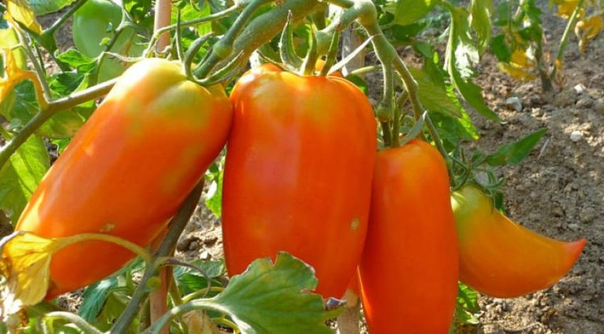 Томат Корнабель