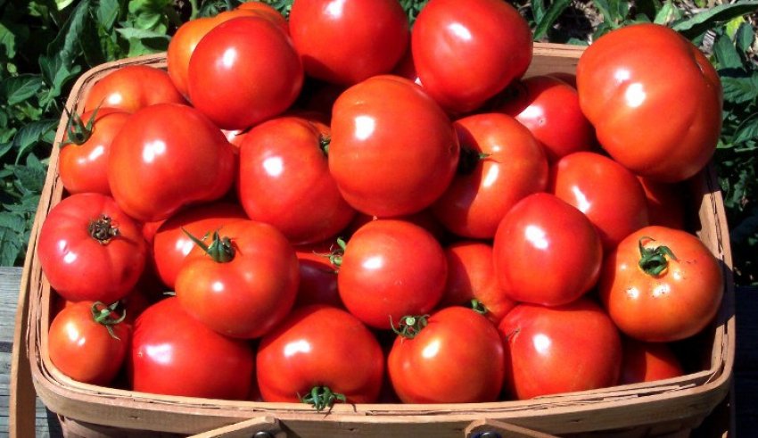 Томат Ля ля фа F1