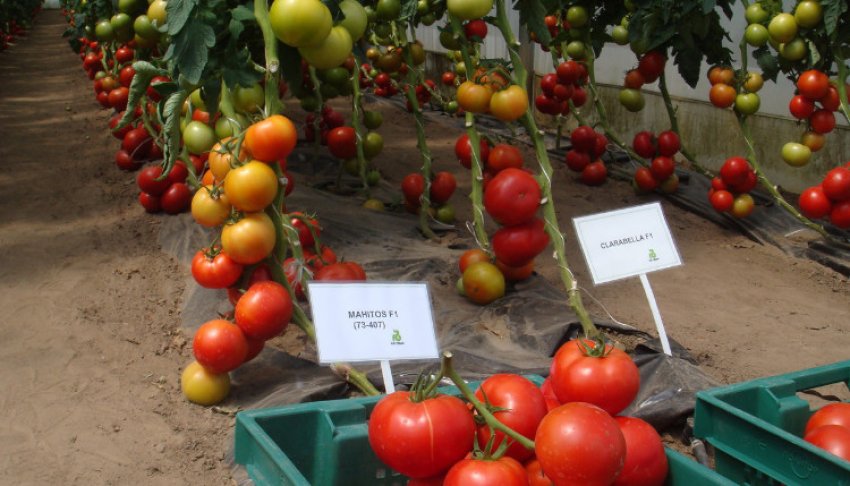 «Махитос F1»