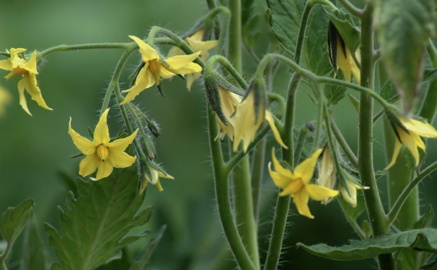 Цвітіння томатів Цвітіння томатів