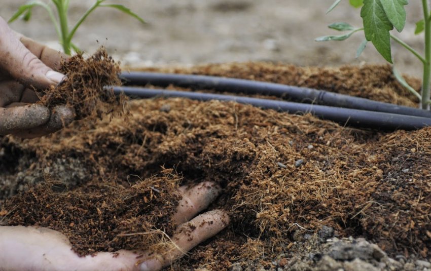 Добриво томатів Добриво томатів