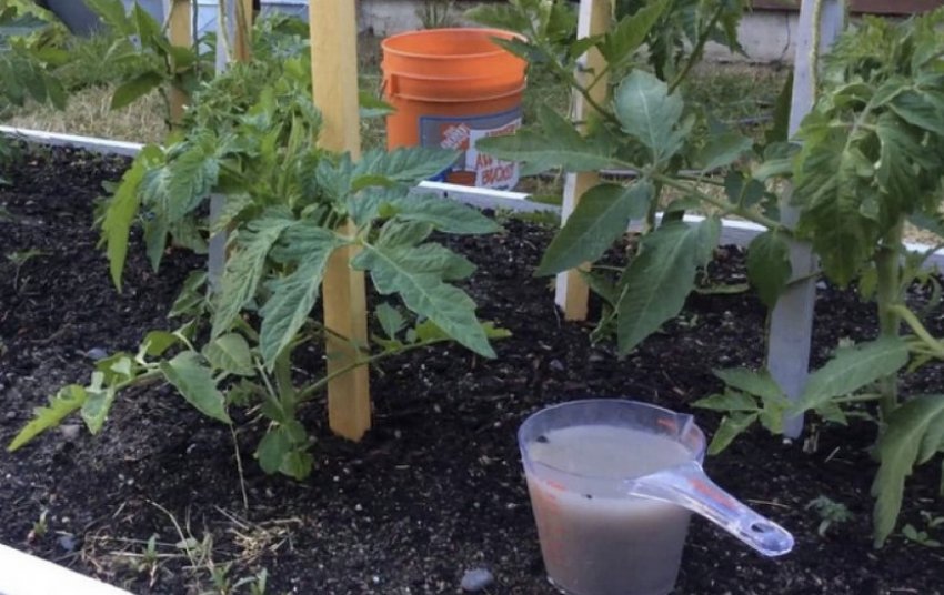 Позакореневе підживлення Позакореневе підживлення