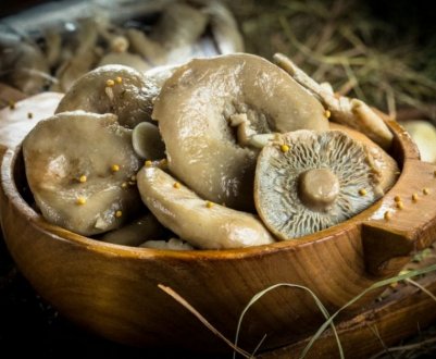 Харчова цінність і властивості солоних груздів