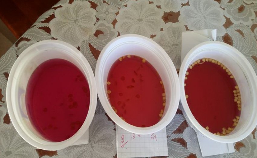 Замочування насіння томатів