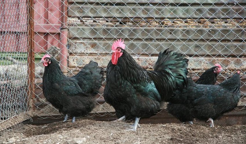 Австралорп