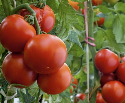 Чим і як правильно підживити помідори під час цвітіння і плодоношення