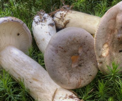 Опис і особливості застосування гриба гладиш