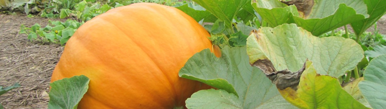 Як правильно визначити стиглість гарбуза на грядці