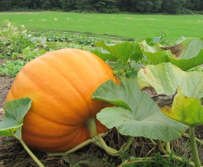 Як правильно визначити стиглість гарбуза на грядці