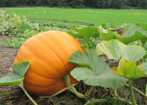 Як правильно визначити стиглість гарбуза на грядці