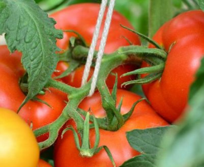 Помідори «Верлиока»: опис, агротехніка вирощування