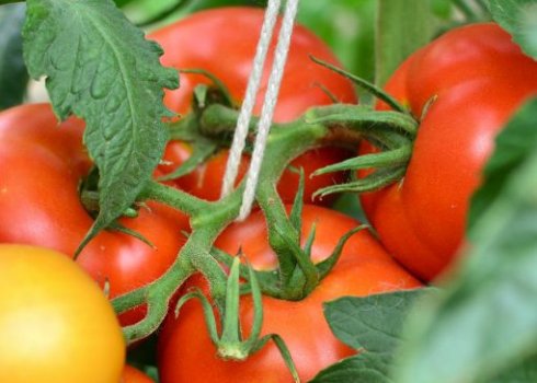 Помідори «Верлиока»: опис, агротехніка вирощування