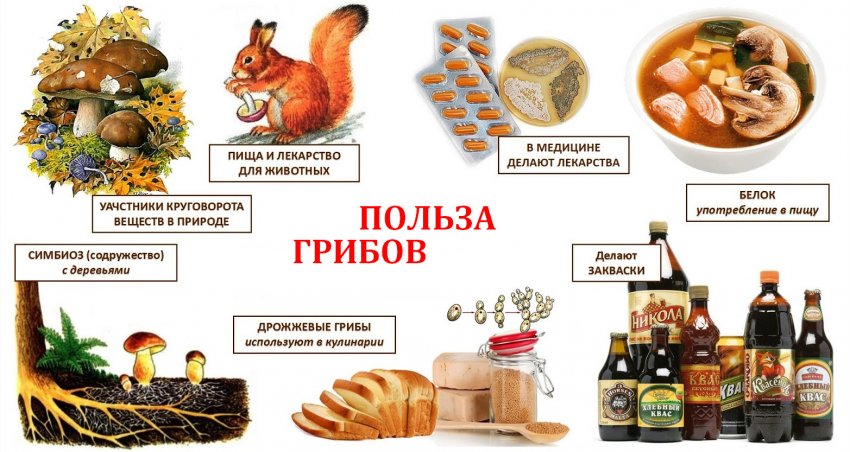 Польза грибов