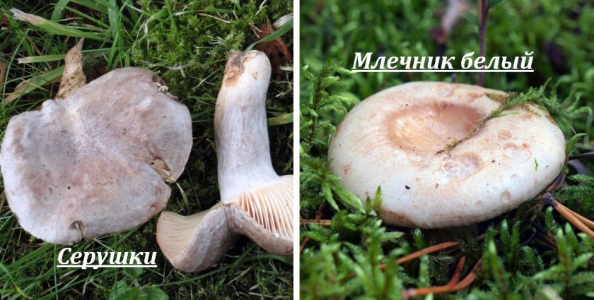 Двойники млечника обыкновенного Двойники млечника обыкновенного