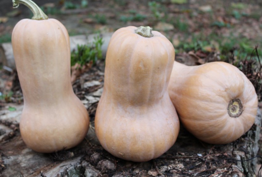 Мускатний гарбуз